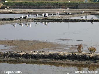 Aves limcolas nas salinas