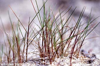 <i>Cutandia maritima</i> nas dunas